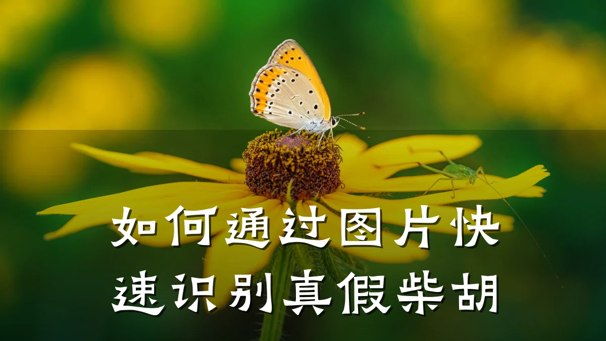 如何通过图片快速识别真假柴胡